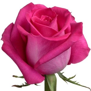 Роза Топаз 60 см